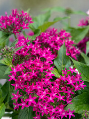 ピンク色の鮮やかなペンタスの花