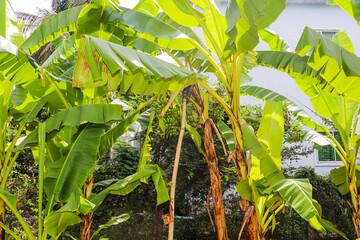 Banana tree showing drooping inflorescence and early fruit set stage