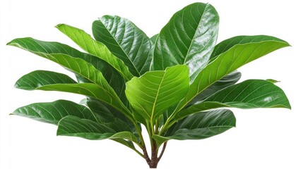 Obraz premium Lush green foliage with large, vibrant leaves isolated on a white background.