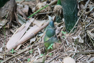 Large bamboo shoots forming near base of mature parent bamboo stalk