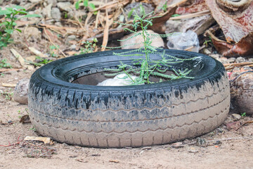 Papaya plant growing in recycled tire planter on dry earthy ground