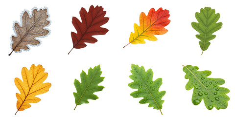 Various oak leaves in different colors and seasonal states  