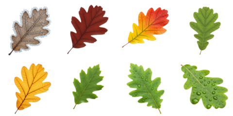 Various oak leaves in different colors and seasonal states  