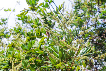 Vibrant foliage of longan trees flourishing under natural daylight conditions