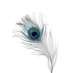 Obraz premium Detailed close-up of a peacock feather.