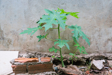 Young papaya plant growing in backyard soil with concrete wall backdrop