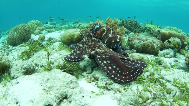 A Day octopus, Octopus cyanea, explores the seafloor of a shallow reef and seagrass meadow in Wakatobi National Park, Indonesia. These aggressive octopus will cannibalize smaller individuals.