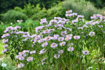 Fototapeta premium タイマツバナ「ローズセンテッド」Rose-Scented Monarda