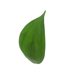 Obraz premium One fresh green Ruscus leaf isolated on white