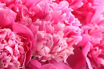 Bouquet of beautiful peonies as background, closeup