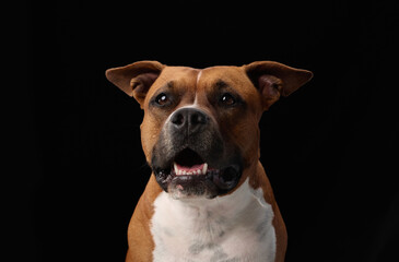 A staffordshire terrier looks ahead confidently under black studio lighting. The portrait centers...