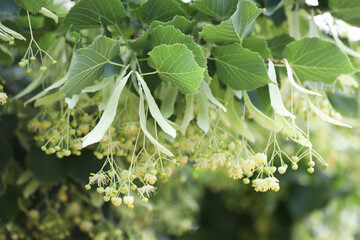 Linden tree branch with leaves and blooming flowers outdoors, closeup