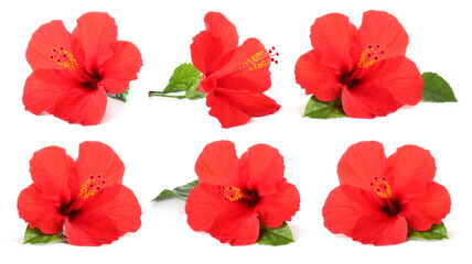 Beautiful red hibiscus flowers and green leaves on white background, collage