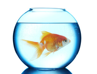 Bright goldfish swimming in round aquarium with clean water against white background