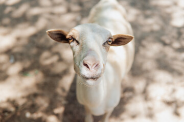 beautiful goat locked in a corral