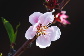 Pink nectarine tree blossom close up