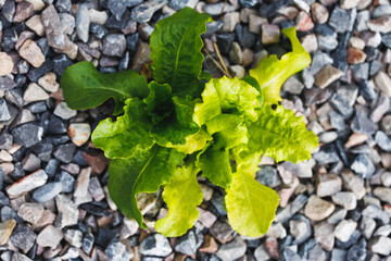 Green lettuce growing in a gravel bed