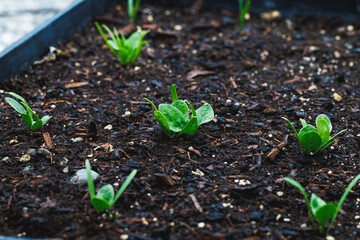 Young green spinach plants growing in a planter box