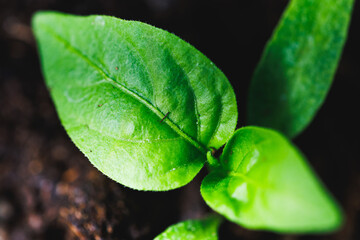 Macro of a jalape&ntilde;o pepper seedling on a dark background