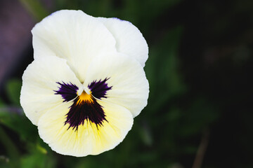 Yellow pansy flower on a dark green background