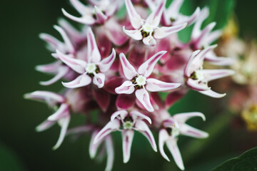 Macro of pink and white milkweed flowers