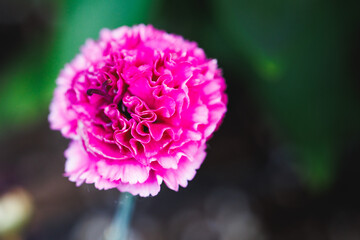Pink carnation dianthus flower close up