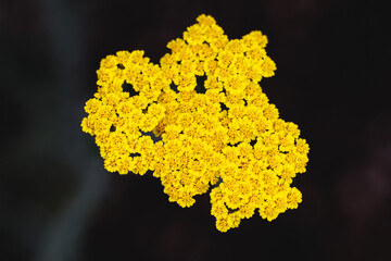 Close up of bright yellow yarrow flowers on a dark background