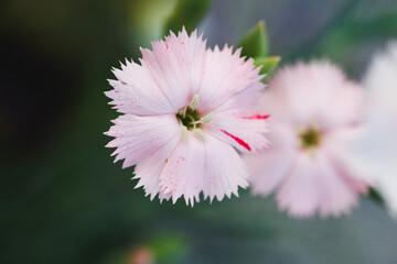 Light pink dianthus carnation flower close up