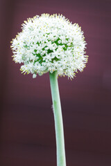 tall white onion flower on a dark background