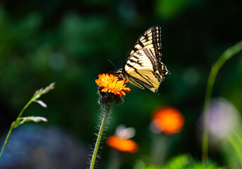 Tiger swallowtail butterfly on an orange flower