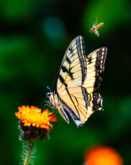 butterfly on flower with bee attacking