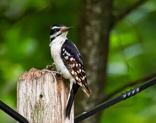Hairy woodpecker