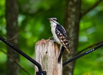 Hairy woodpecker