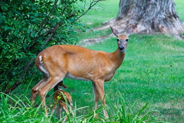 Suburban Deer with its Fawn