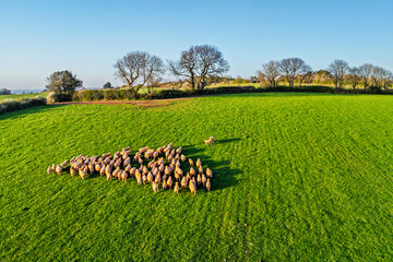 Sheep on Farms fron a drone, Torquay, Devon, England