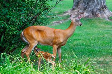 Suburban Deer with its Fawn
