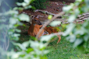 Suburban Deer with its Fawn