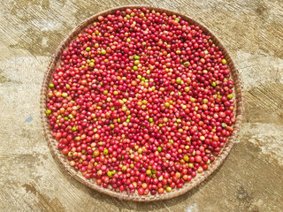 Freshly harvested coffee cherries are sun-dried to reduce moisture