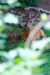 Suburban Deer with its Fawn