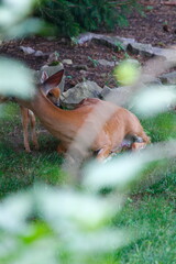 Suburban Deer with its Fawn
