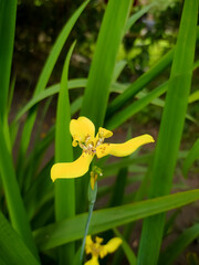 Iris pseudacorus, the yellow flag, yellow iris, or water flag, is a species of flowering plant in...
