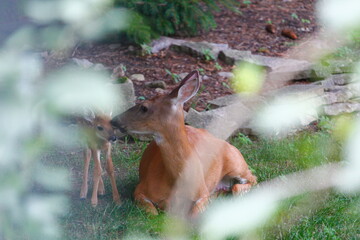 Suburban Deer with its Fawn