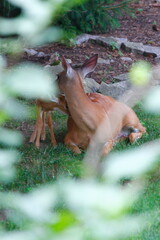 Suburban Deer with its Fawn