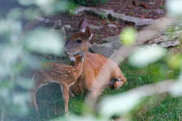 Suburban Deer with its Fawn