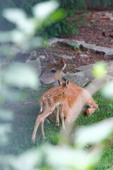 Suburban Deer with its Fawn