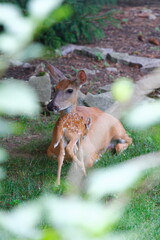 Suburban Deer with its Fawn