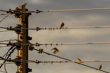 electricity post with many wires in the evening, beautiful photo digital picture