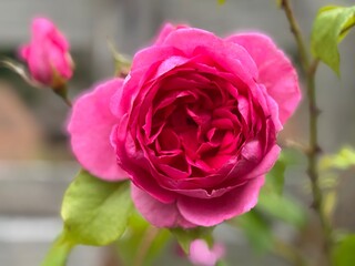 Pink rose close up with blurred background