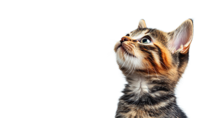 Adorable kitten looking upward