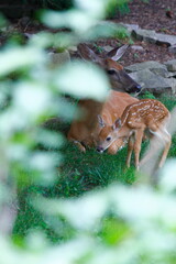 Suburban Deer with its Fawn